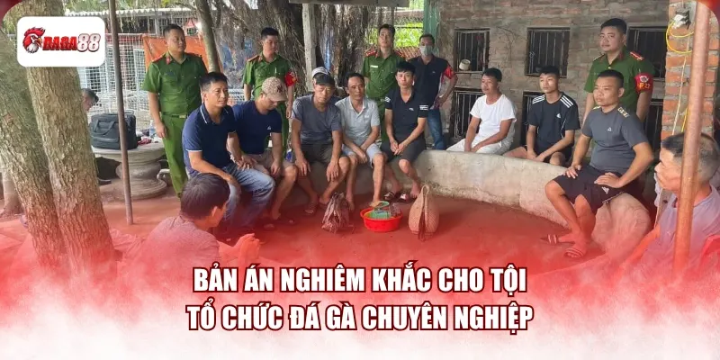Bản án nghiêm khắc cho tội tổ chức đá gà daga88 chuyên nghiệp