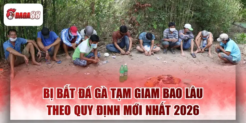 Bị Bắt Đá Gà Daga88 Tạm Giam Bao Lâu Theo Quy Định Mới Nhất