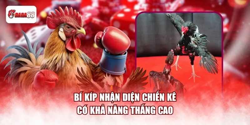 Bí kíp nhận diện chiến kê có khả năng thắng cao