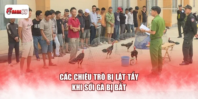 Các chiêu trò bị lật tẩy khi sới gà bị bắt