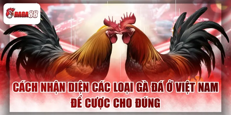 Cách Nhận Diện Các Loại Gà Đá Daga88 Ở Việt Nam Để Cược Cho Đúng