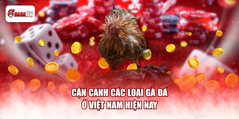 Cận cảnh các loại gà đá daga88 ở Việt Nam hiện nay
