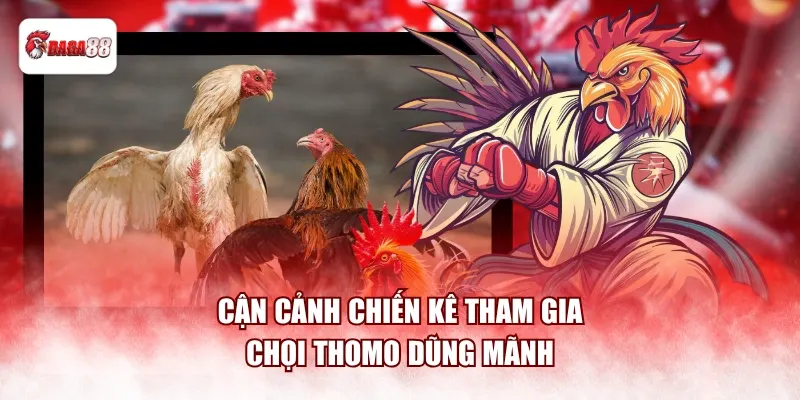 Cận cảnh chiến kê tham gia chọi Thomo dũng mãnh