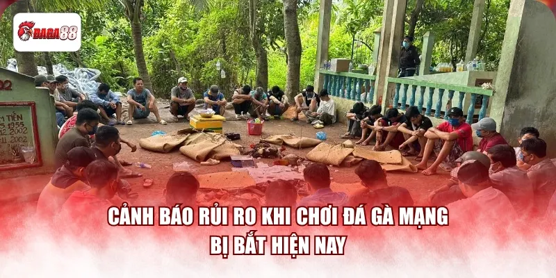 Cảnh báo rủi ro khi chơi đá gà mạng daga88 bị bắt hiện nay