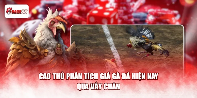 Cao thủ phân tích giá gà đá daga88 hiện nay qua vảy chân