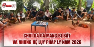 Chơi Đá Gà Mạng Daga88 Bị Bắt Và Những Hệ Lụy Pháp Lý Hiện Nay