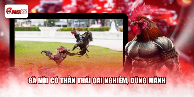 Gà nòi daga88 có thần thái oai nghiêm, dũng mãnh