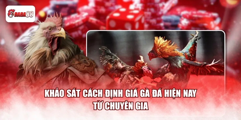 Khảo sát cách định giá gà đá daga88 hiện nay từ chuyên gia