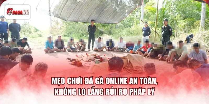 Mẹo chơi đá gà online an toàn, không lo lắng rủi ro pháp lý