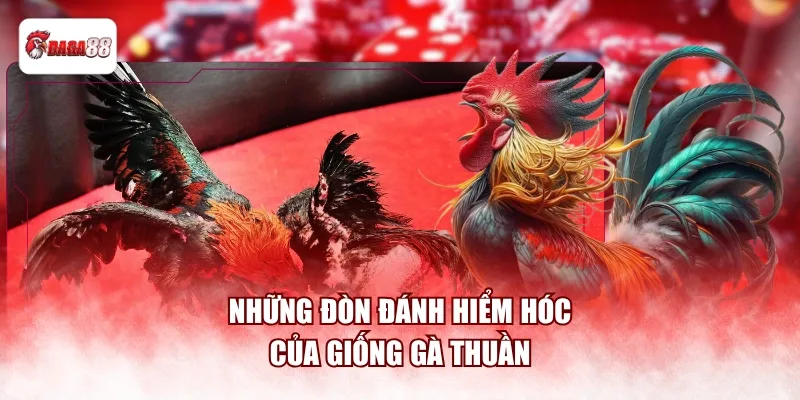Những đòn đánh hiểm hóc của giống gà thuần