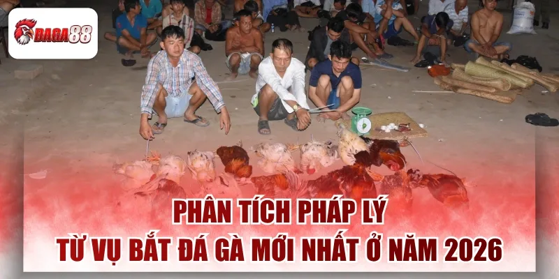 Phân Tích Pháp Lý Từ Vụ Bắt Đá Gà Mới Nhất Daga88 Hiện Nay