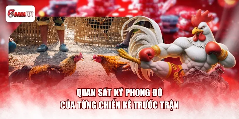 Quan sát kỹ phong độ của từng chiến kê trước trận