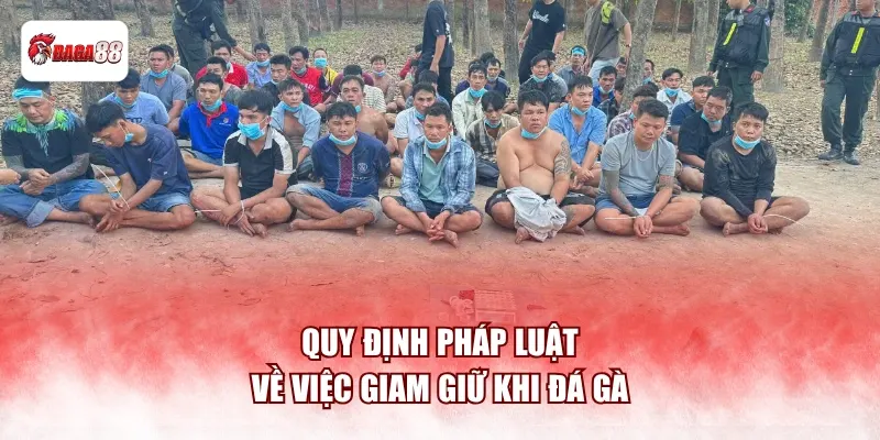 Quy định pháp luật về việc giam giữ khi đá gà