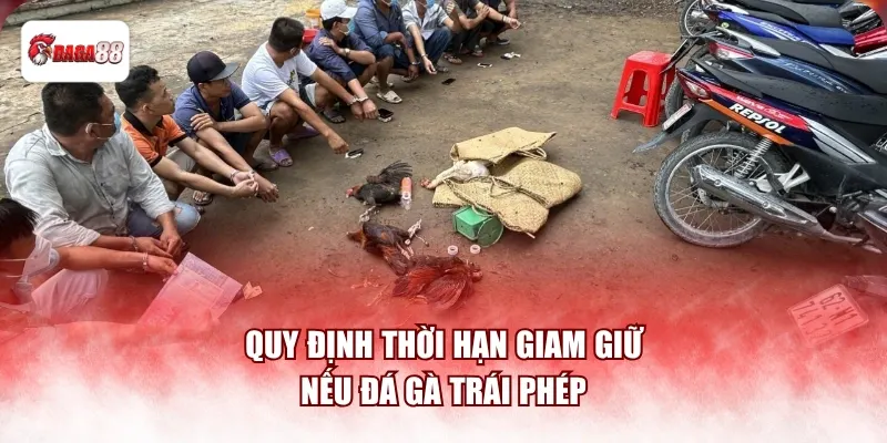 Quy định thời hạn giam giữ nếu đá gà trái phép