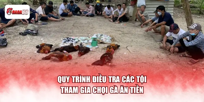 Quy trình điều tra các tội tham gia chọi gà ăn tiền