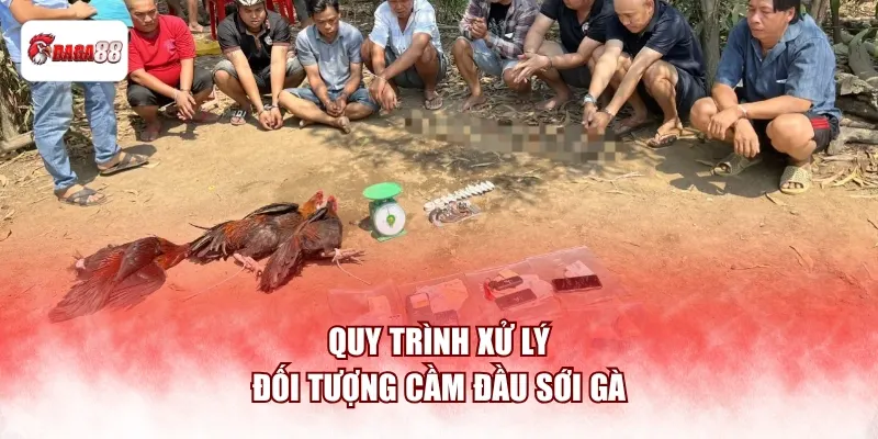 Quy trình xử lý đối tượng cầm đầu sới gà