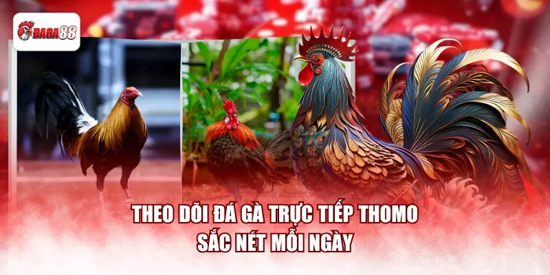 Theo dõi đá gà trực tiếp Thomo daga88 sắc nét mỗi ngày