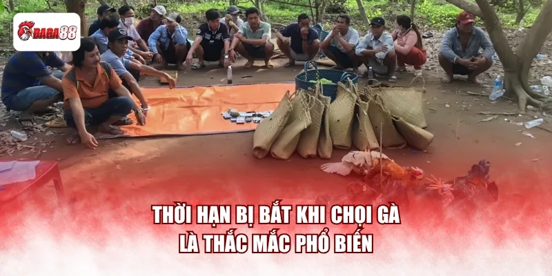 Thời hạn bị bắt khi chọi gà là thắc mắc phổ biến