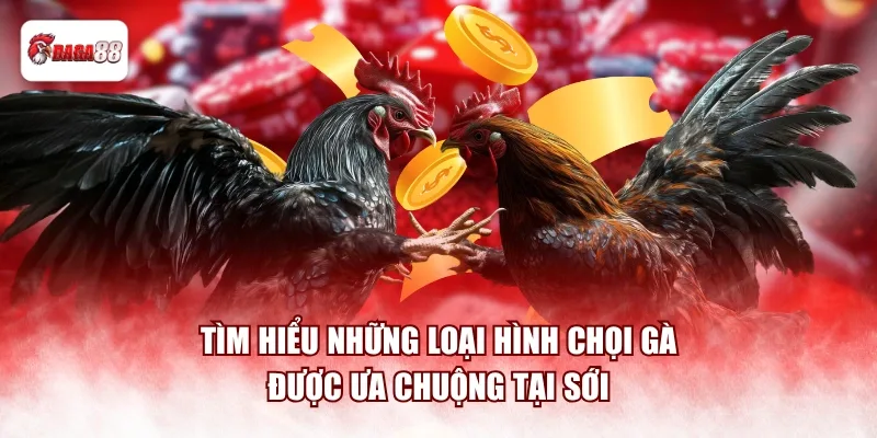 Tìm hiểu những loại hình chọi gà được ưa chuộng tại sới