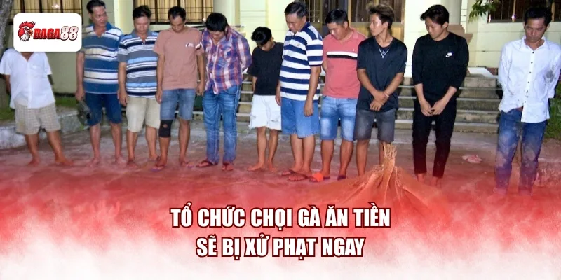 Tổ chức chọi gà ăn tiền sẽ bị xử phạt ngay