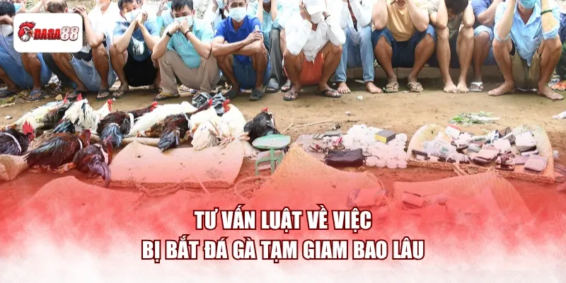 Tư vấn luật về việc bị bắt đá gà daga88 tạm giam bao lâu