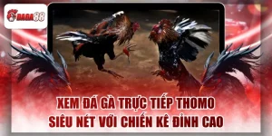 Xem Đá Gà Trực Tiếp Thomo Daga88 Siêu Nét Với Chiến Kê Đỉnh Cao