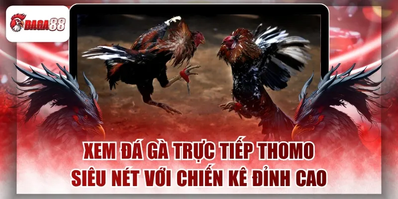Xem Đá Gà Trực Tiếp Thomo Daga88 Siêu Nét Với Chiến Kê Đỉnh Cao